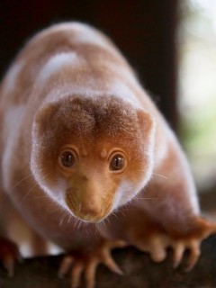 Common spotted cuscus in Papua New Guinea.