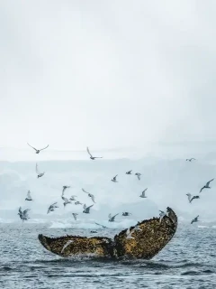A humpback whale tail, in Antarctica.