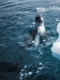 Leopard seal in Antarctica.