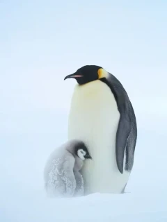 Penguin and chick in a snow blizzard.