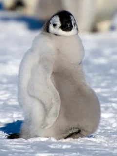 Emperor penguin chick.