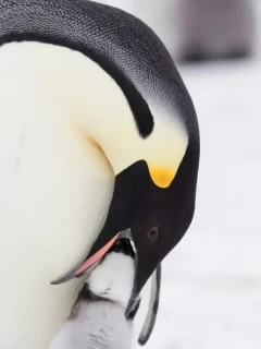 Emperor penguin feeding a chick in Antarctica.
