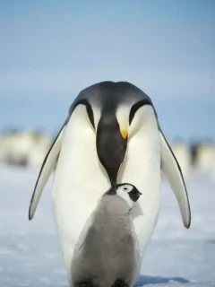 Emperor penguin preening a chick.