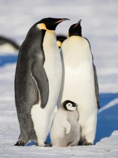 A pair of emperor penguins with chick.