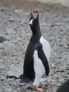 Gentoo penguin calling, on Snow Hill Island.