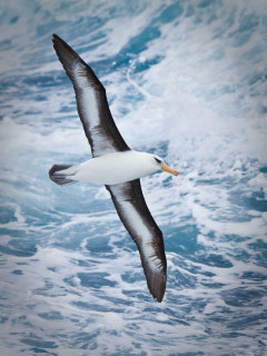 Campbell's albatross in Macquarie Island