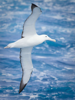 Royal albatross in Macquarie Island