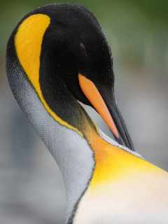 King penguin in Antarctica.