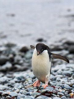 Adelie penguin in Antarctica