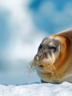 Bearded seal in Svalbard.