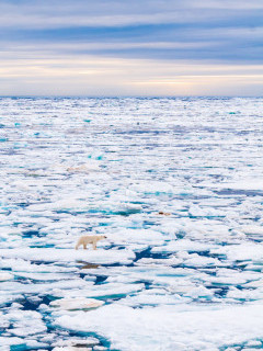 Polar bear in Svalbard