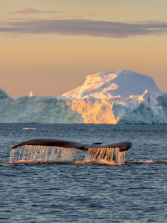 Humpback whale in the Arctic
