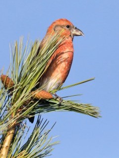 Red crossbill