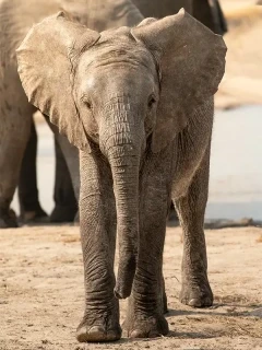 An elephant calf in MalaMala Game Reserve, South Africa. 