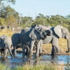 African elephant in Botswana.
