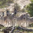 Zebra in Botswana.