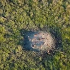 Antelope in Botswana.