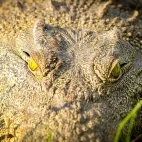 Nile crocodile in Zimbabwe.
