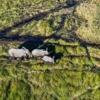 African elephant in Botswana.