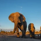 African elephant in Botswana.