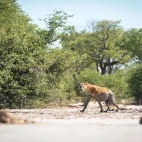 Hyena in Botswana.