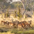 Impala in Botswana.