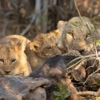 Lion & cubs in Botswana.