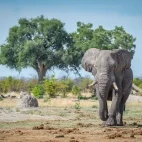 African elephant in Botswana.