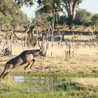 Waterbuck in Botswana.
