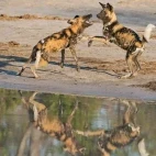 African wild dog in Botswana.