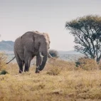 African elephant in Kenya, Africa.