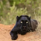 Black (melanistic) leopard in Kenya, Africa.