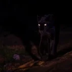 Black (melanistic) leopard at night, in Kenya, Africa.