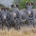 Grevy's zebra in Kenya, Africa.
