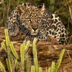 Portrait of a leopard in Kenya, Africa.