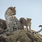 Leopard with cub in Kenya, Africa.