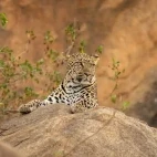 Leopard lying on a rock, in Kenya, Africa.