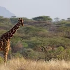 Reticulated giraffe in Kenya, Africa.