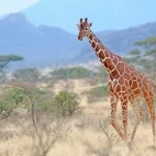 Reticulated giraffe in Kenya, Africa.