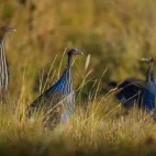 Vulturine guineafowl in Kenya, Africa.