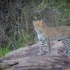 Male leopard in Kenya, Africa.