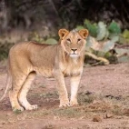 Young male lion in Kenya, Africa.