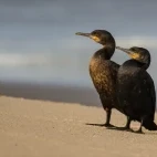A pair of Cape cormorants on the sand of the Skeleton Coast, Namibia.
