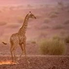 Giraffe calf in Namibia.