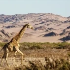 Giraffe in Namibia. The Angolan giraffe is the focus of our trip, a subspecies of the southern giraffe.