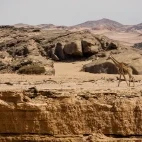 Giraffe walking through the desert landscape.