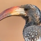Monteiro's hornbill.