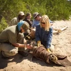A GCF team carrying out conservation efforts in Namibia.