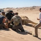 A team of GCF conservation workers tending to a sedated giraffe.