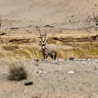 Oryx in the desert landscape of Namibia.